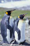 King Penguins