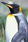 King Penguin