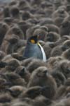 King Penguin Amidst Chicks