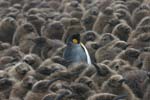 King Penguin Amidst Chicks