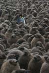 King Penguin Amidst Chicks