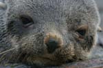 Fur Seal