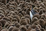 King Penguin Amidst Chicks