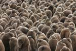 King Penguin Chicks