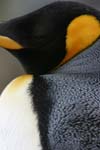 King Penguin