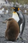 King Penguin and Chick