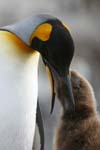 King Penguin Feeding Chick