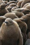 King Penguin Chicks