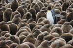 King Penguin Amidst Chicks