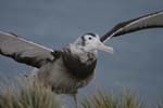 Wandering Albatross Chick