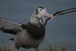 Wandering Albatross Chick