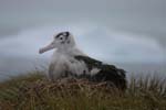 Wandering Albatross Chick