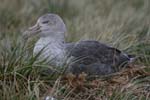 Giant Petrel