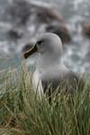 Grey-Headed Albatross