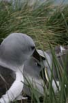 Grey-Headed Albatross