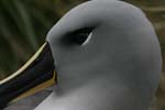 Grey Headed Albatross