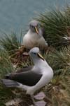 Grey-Headed Albatross