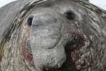 Elephant Seal Bull