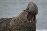 Elephant Seal Bull