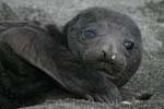 Elephant Seal Pup