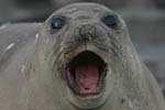 Elephant Seal