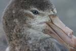 Giant Petrel