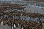 King Penguin Colony