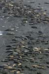 Elephant Seals on Beach