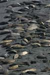 Elephant Seals on Beach