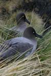 Light-Mantled Sooty Albatross