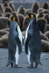 King Penguins