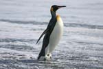 King Penguin