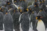 King Penguins