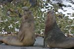 Elephant Seal Bulls Fighting