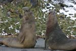 Elephant Seal Bulls Fighting