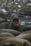 Elephant Seal Bull