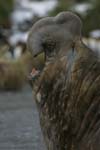 Elephant Seal Bull