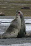 Young Elephant Seals Mock-Fighting