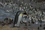 King Penguin