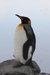 King Penguin