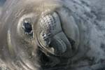 Elephant Seal Pup