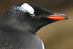 Gentoo Penguin