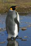 King Penguin