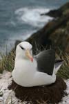 Black-Browed Albatross