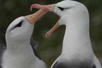 Black-Browed Albatross