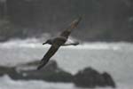 Grey-Headed Albatross