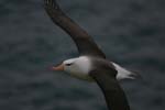 Black-Browed Albatross