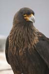 Striated Caracaras