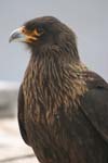 Striated Caracaras