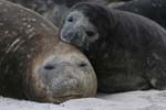 Elephant Seal and Pup